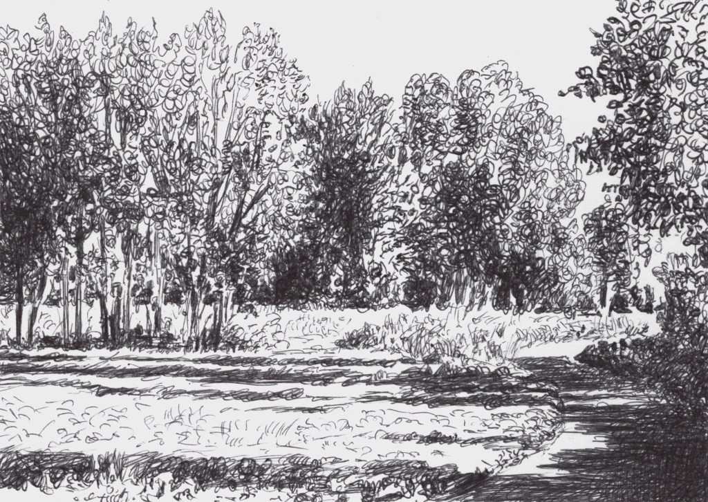 trees in the sun with a little country road on the right down