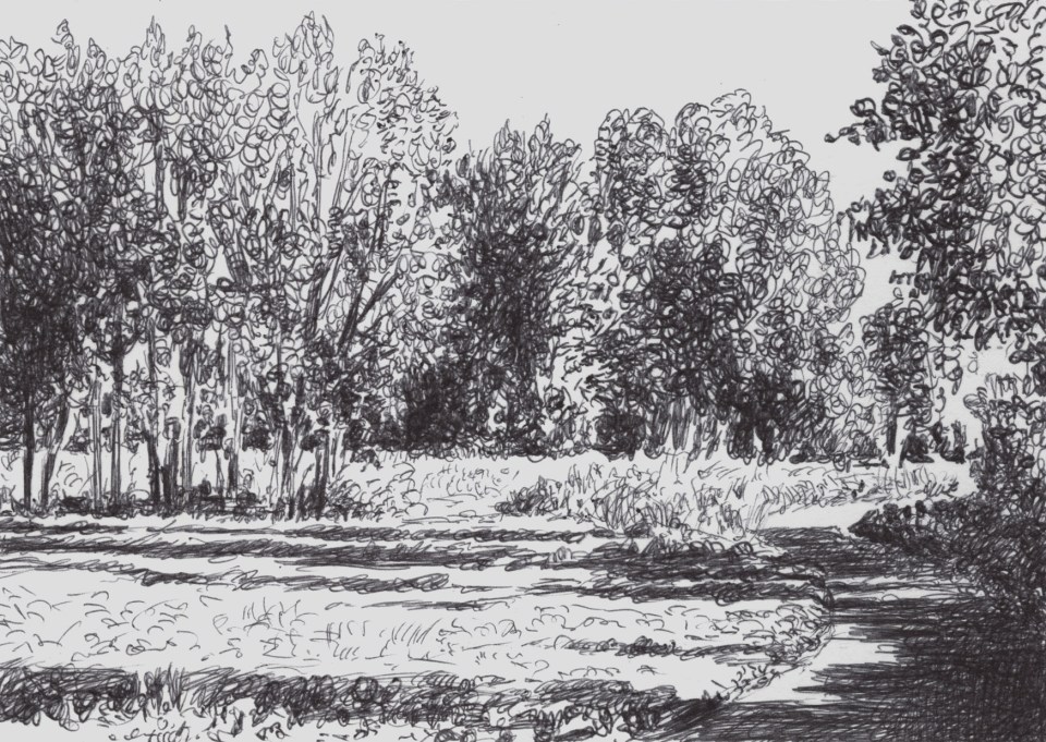 trees in the sun with a little country road on the right down